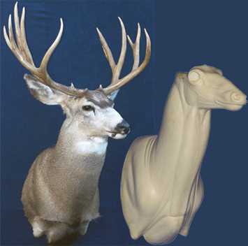 MD023 Upright Buck Shoulder