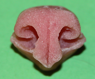 N14 Large Bobcat Nose