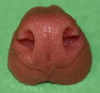 N42 Gray Fox Nose
