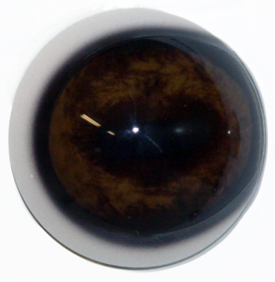 PRE34 Elk Prerotated 34 MM