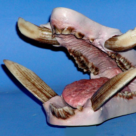 Jaw Sets