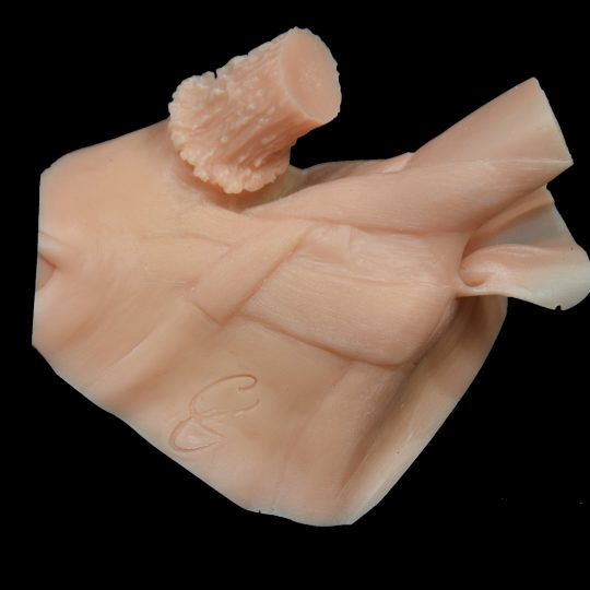 Champions Choice Whitetail Ear Butt Reference Cast - CCEBRC