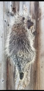 DALE DOYEN PORCUPINE