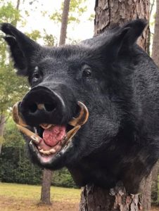 MIKE WELCH PIG
