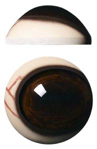 PRV32M 32MM Medium Color Pre Rotated with Veins