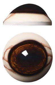 DCV34L 34 MM Light Color Defined Cornea with Veins