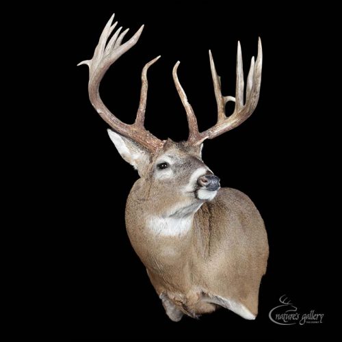 9800 Full Sneak Wall Pedestal Series - Mounted by Craig Schmelze