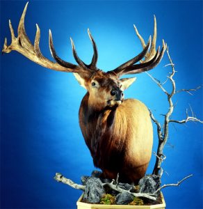 elk mount brian dobson