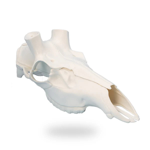 Mountain Mikes Elk Skull Master White
