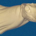 043N Buck Neck Forms