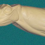 070N Buck Neck Forms