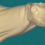 111N Buck Neck Forms