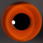 Hazel on Wire  12 MM