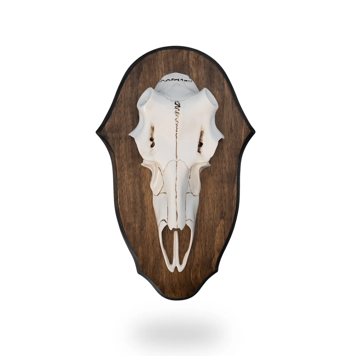 Black Forest Antler Mounting Plaque by Mountain Mike's