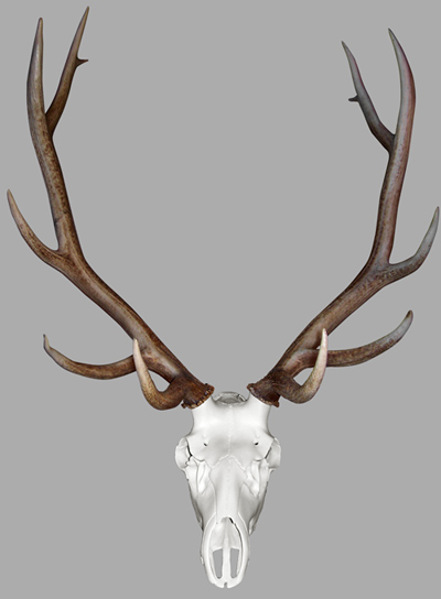 SKULL BLEACHING KIT deer elk European mount Taxidermy,Craft,no skull included 