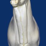 5-6217R Semi Upright Right