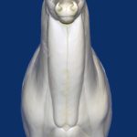 5-6217S Semi Upright Straight