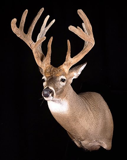 Whitetail Forms – Joe Coombs Classics, Inc.