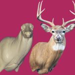 7-7021R Semi-Sneak Buck Shoulder