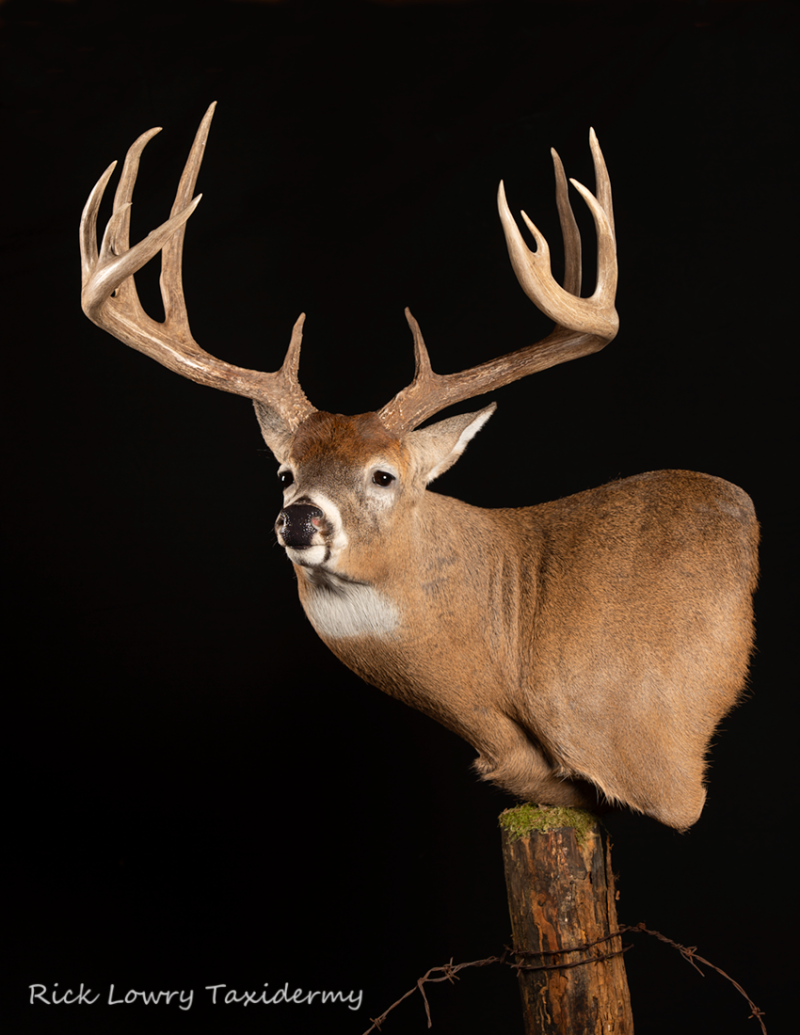 98-8024L Full Sneak Wall Pedestal – Joe Coombs Classics