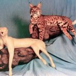 BC1233 Bobcat - Brian Harness