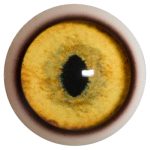 BC20WB Bobcat with Band 20 MM