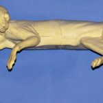 BC37 Bobcat Lying on Right Side