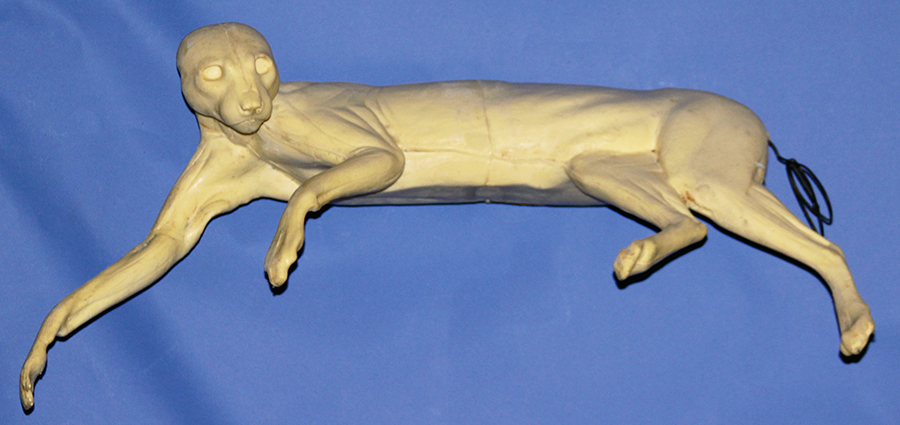 BC37 Bobcat Lying on Right Side