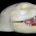 BC4 Bobcat Rugshell - Joe Coombs