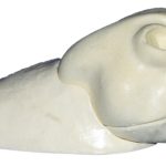 BRS33 Bobcat Rugshell - Brian Harness