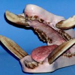 JSEB1-2P Painted - Tusk Length 2 1/4"