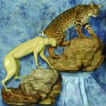 BC1166 Bobcat - Brian Harness