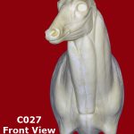 C027 Semi Upright Buck Shoulder