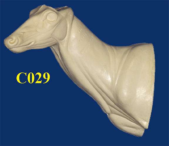C029 Semi-Sneak Buck Shoulder