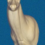 C035 Semi-Sneak Buck Shoulder