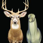 C053 Upright Buck Shoulder
