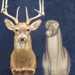 C054 Upright Buck Shoulder