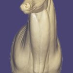 C068 Semi Upright - Buck Shoulder