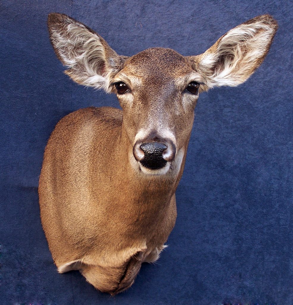 Whitetail Forms Joe Coombs Classics, Inc.