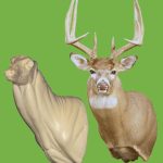 C096 Semi Upright Buck Shoulder