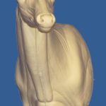 C101 Semi-Sneak Buck Shoulder