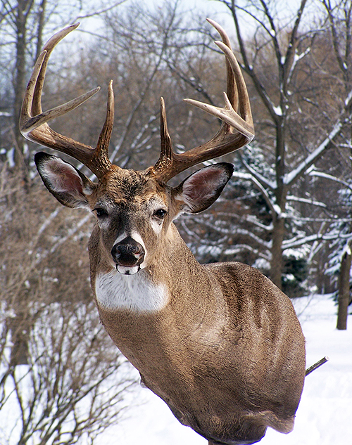 Whitetail Forms – Joe Coombs Classics, Inc.