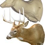 C144 Sneak Buck Shoulder