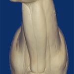 C406 Semi Upright - Buck Shoulder