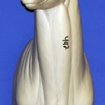 C442 Upright Buck Shoulder