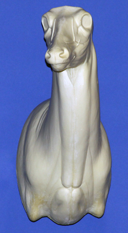 C448 Upright Buck Shoulder