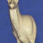 C507 Semi Upright - Buck Shoulder