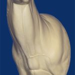 C508 Semi Upright - Buck Shoulder