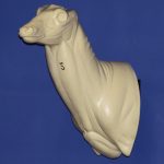 C517 Semi Upright Buck Shoulder