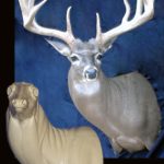 C821L Semi-Sneak Sweep